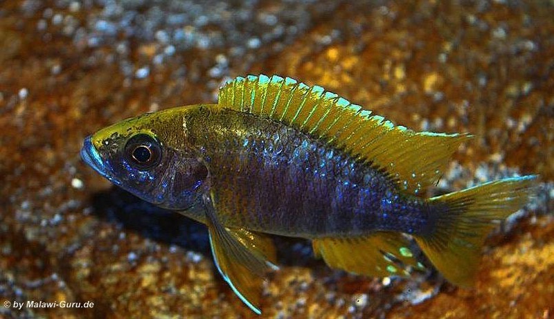 Aulonocara jacobfreibergi 'Undu Reef'